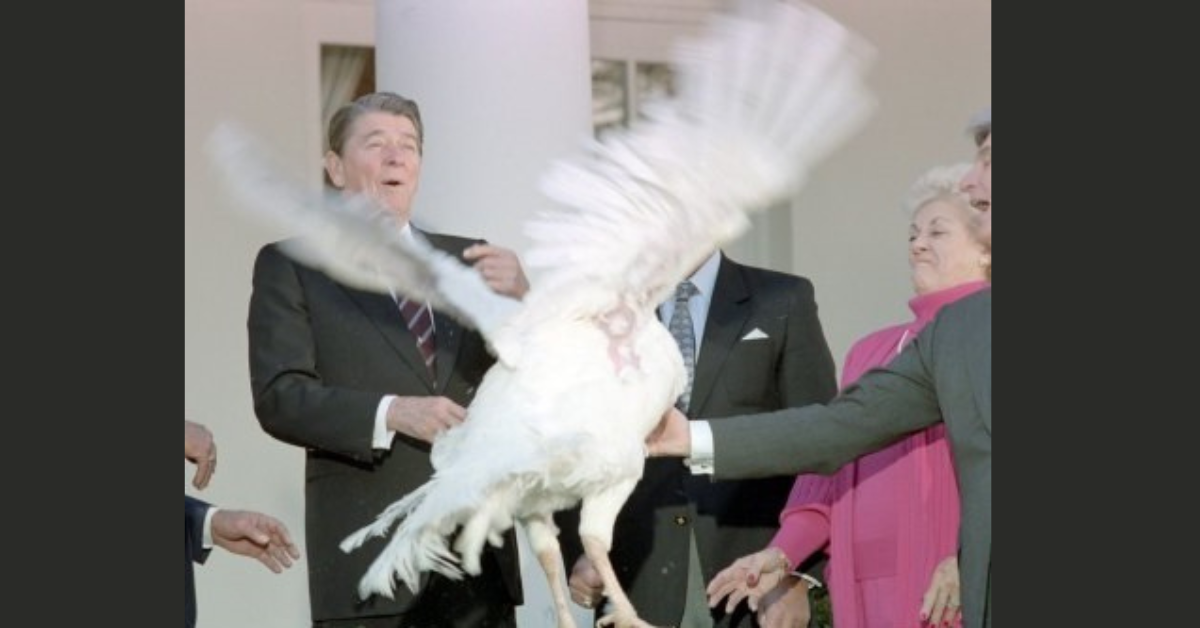  One of President Reagan’s White House Turkey Pardoning Ceremonies. The annual event connects the former President to a Central Valley turkey farmer. Photo: Ronald Reagan Presidential Library. 
