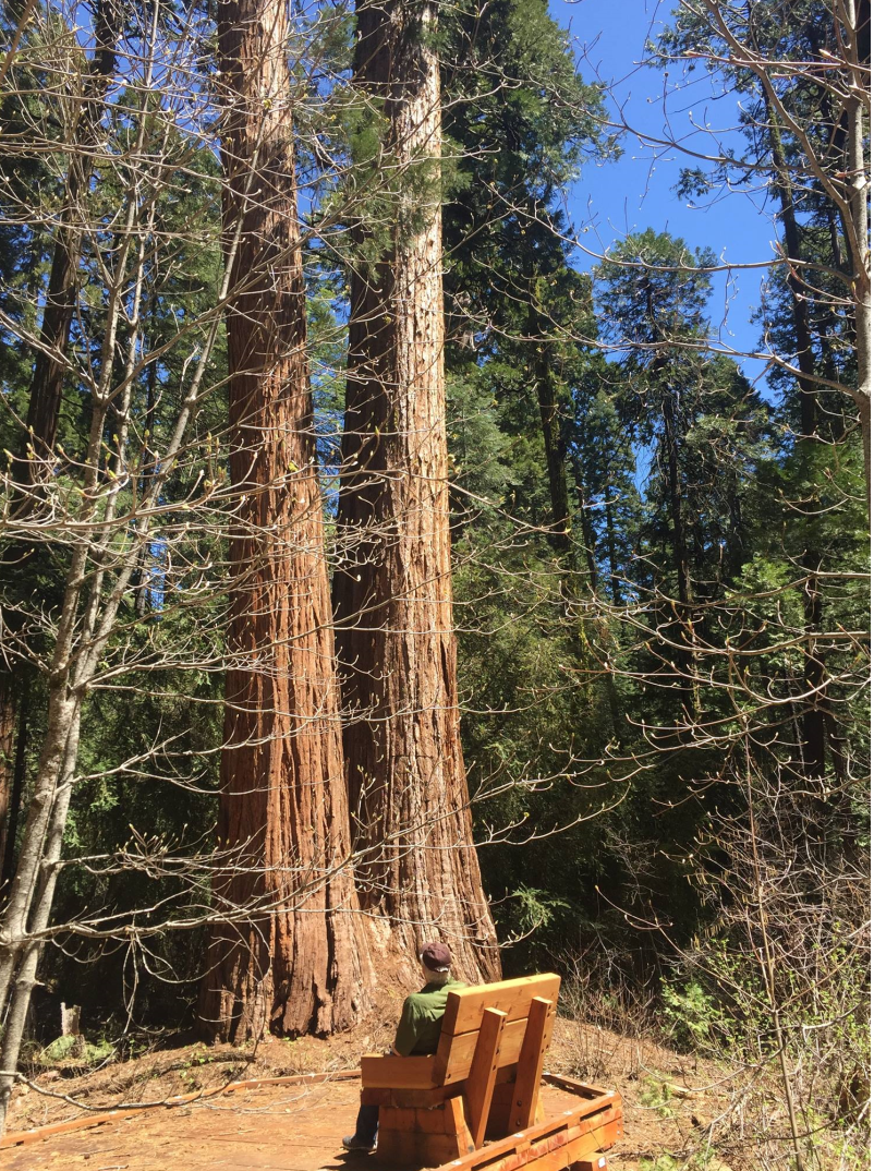 Resting on a customized park bench as the base of two of the many trees inside Calaveras Big Tree State Park.    Photo: Newvine Personal Collection 