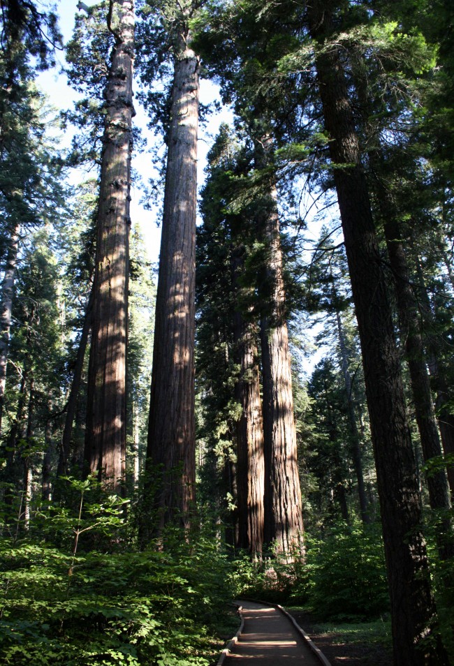 Calaveras Sequoias - PHOTO BY ADAM BLAUERT