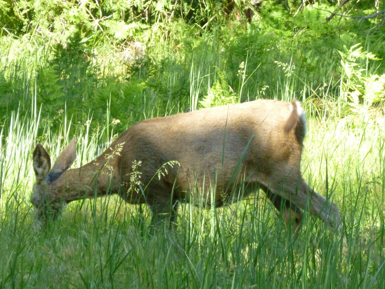  Yosemite Valley wildlife 