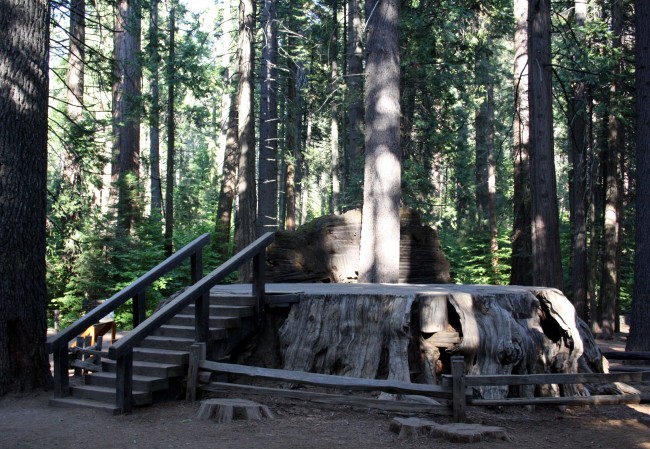 Discovery Tree Stump - PHOTO BY ADAM BLAUERT