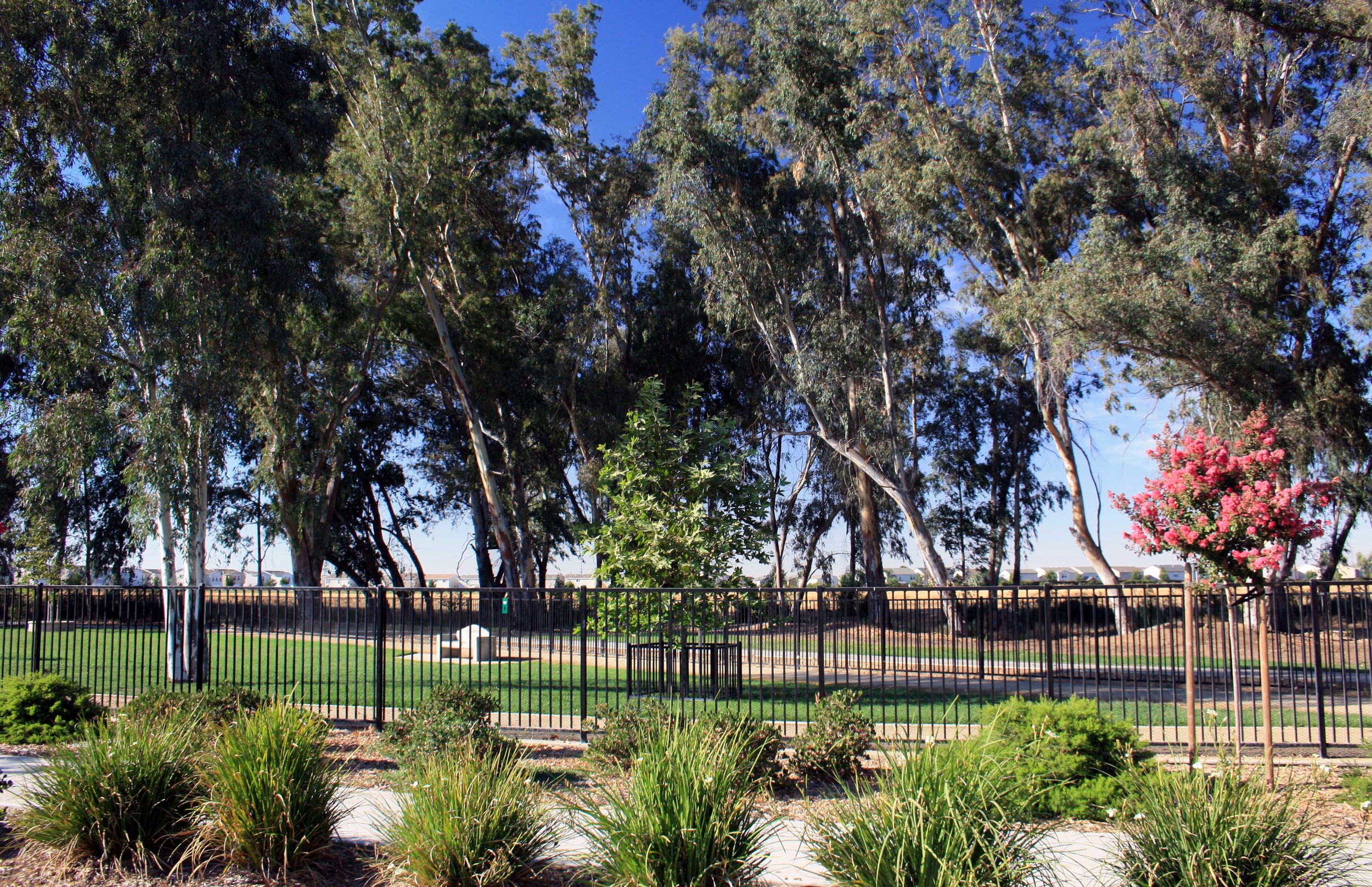 Dog Park - PHOTO BY ADAM BLAUERT