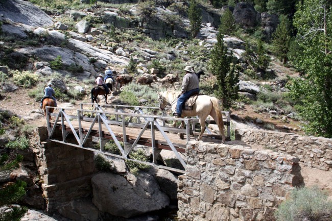 Emigrant Wilderness Pack Trip photo by adam blauert