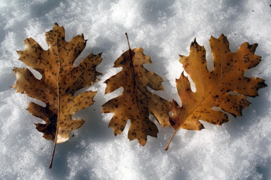 Fall Oak Leaves on Snow