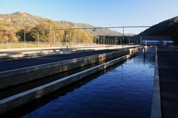 Hatchery - PHOTO BY ADAM BLAUERT