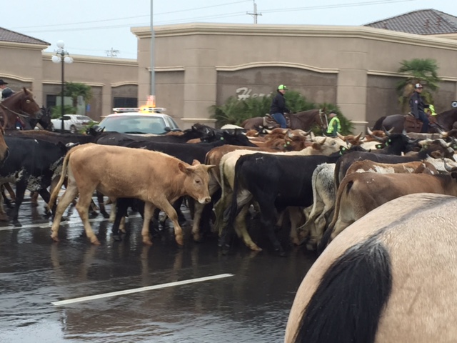  Chowchilla Western Stampede.  Photo by Steve Newvine 