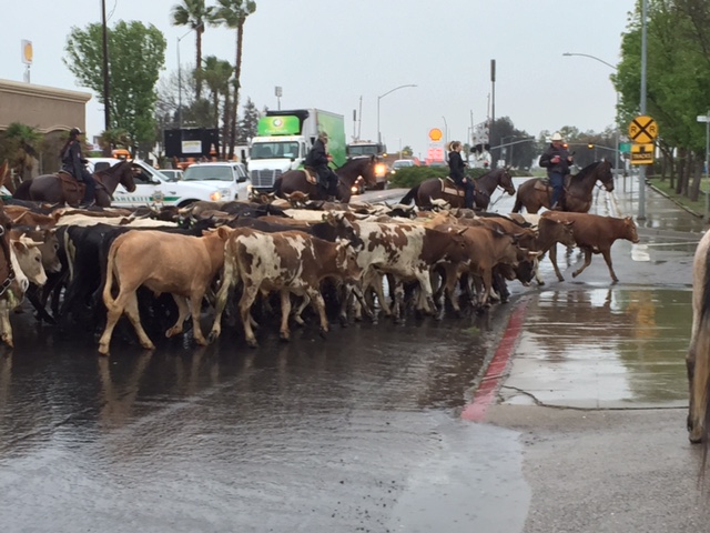  Steer from this year’s cattle drive make the turn to head back from where they started at the Chowchilla Fairgrounds.  Photo by Steve Newvine 