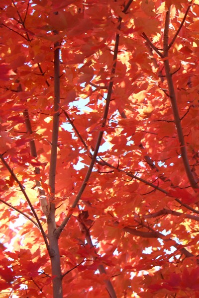 PHOTO BY ADAM BLAUERT