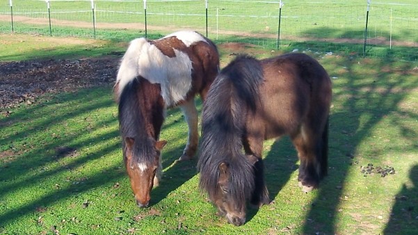 Wayward Ponies’ Home, Inc.