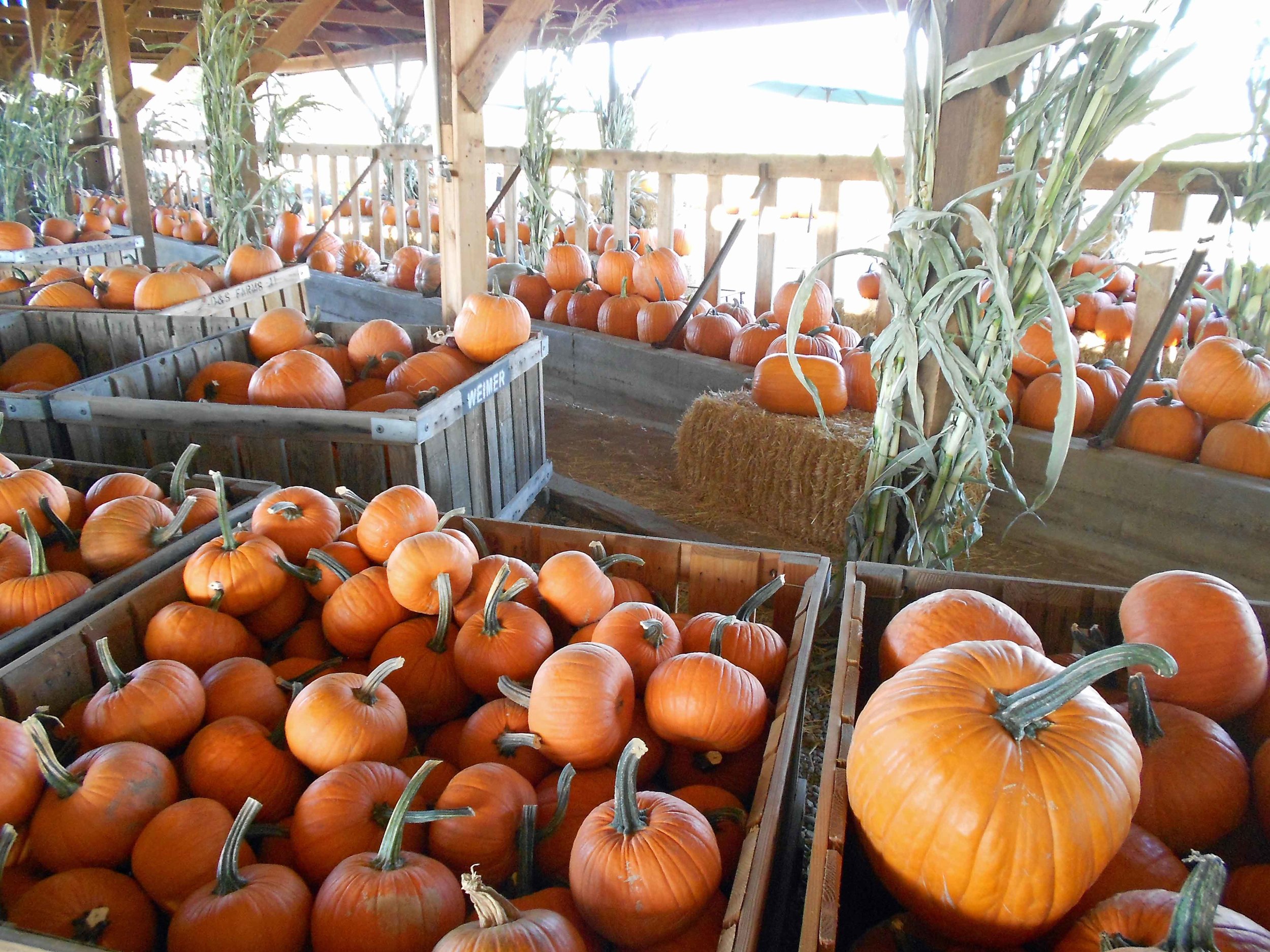 Pumpkin Patches and Fall Farm Events