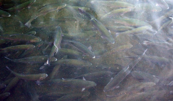 Large Trout - PHOTO BY ADAM BLAUERT