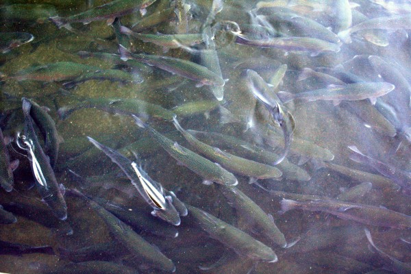 Large Trout - PHOTO BY ADAM BLAUERT