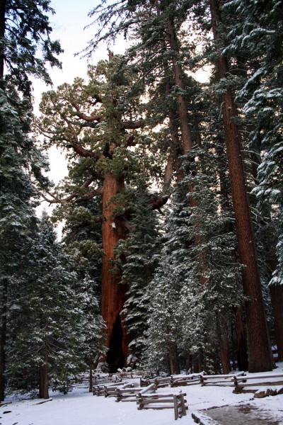 Mariposa Grove Grizzly Giant Photo by adam blauert