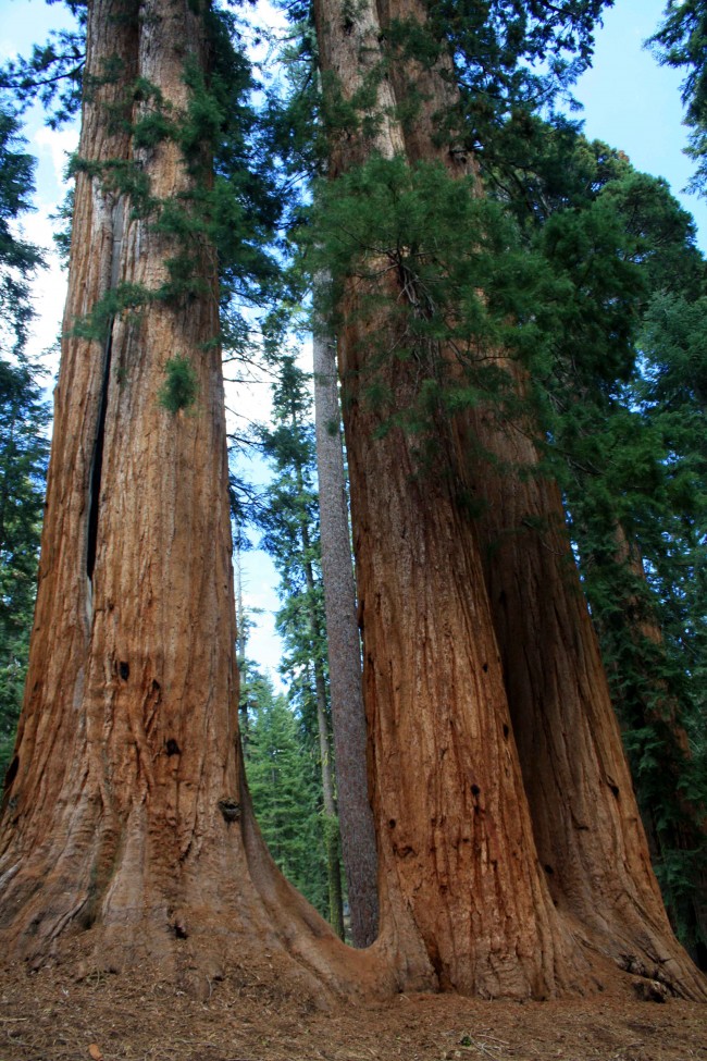 McKinley Grove - PHOTO BY ADAM BLAUERT