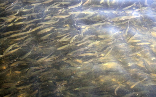 Medium Trout Underwater - PHOTO BY ADAM BLAUERT