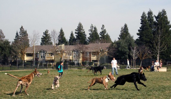 Merced Dog Park - PHOTO BY ADAM BLAUERT
