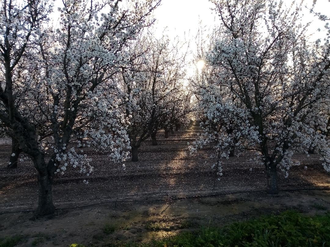In the spring when almond trees blossom, there is optimism for a good harvest, Photo: Steve Newvine