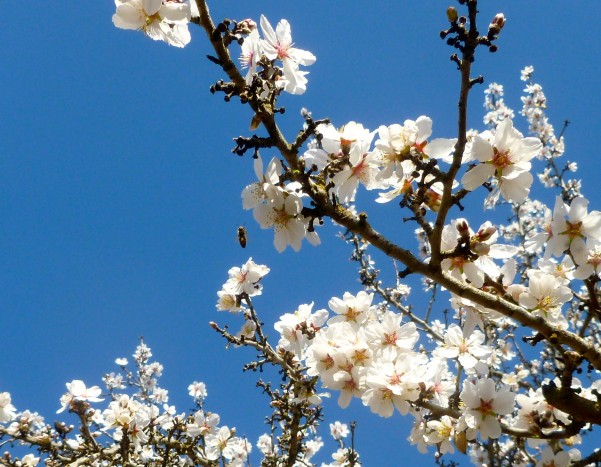  almond blossoms in merced 