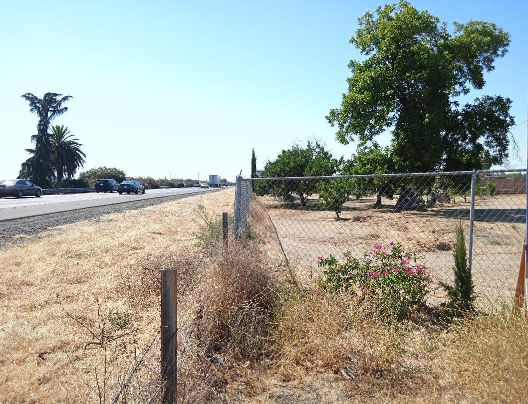 The Palm and the Pine to the left will eventually be taken out of the median on Highway 99 and will be placed with 30 trees west of the roadway. Photo: Steve Newvine