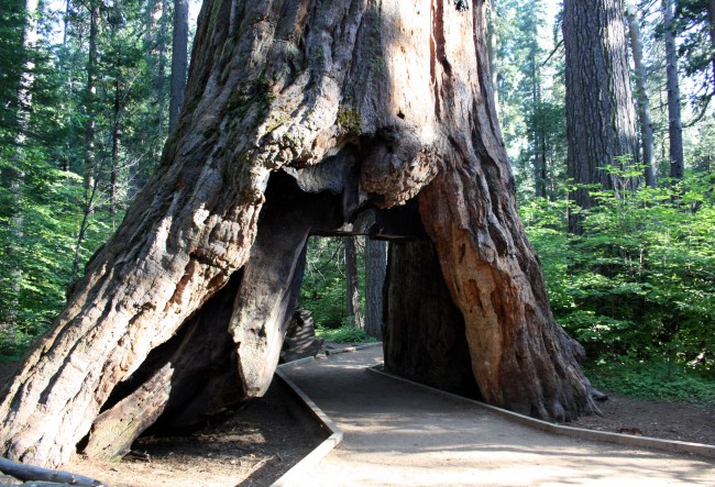 Pioneer Cabin Tree - PHOTO BY ADAM BLAUERT