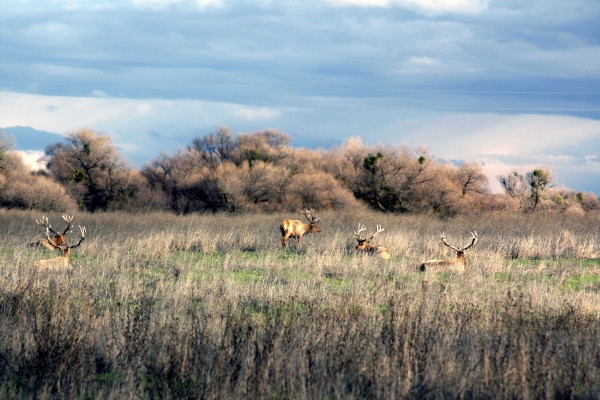 San Luis Refuge - PHOTO BY ADAM BLAUERT