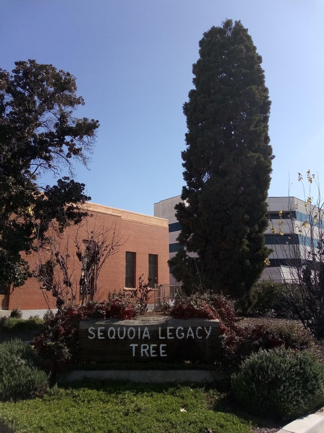 Sequoia Legacy Tree Stands Proudly in Visalia-