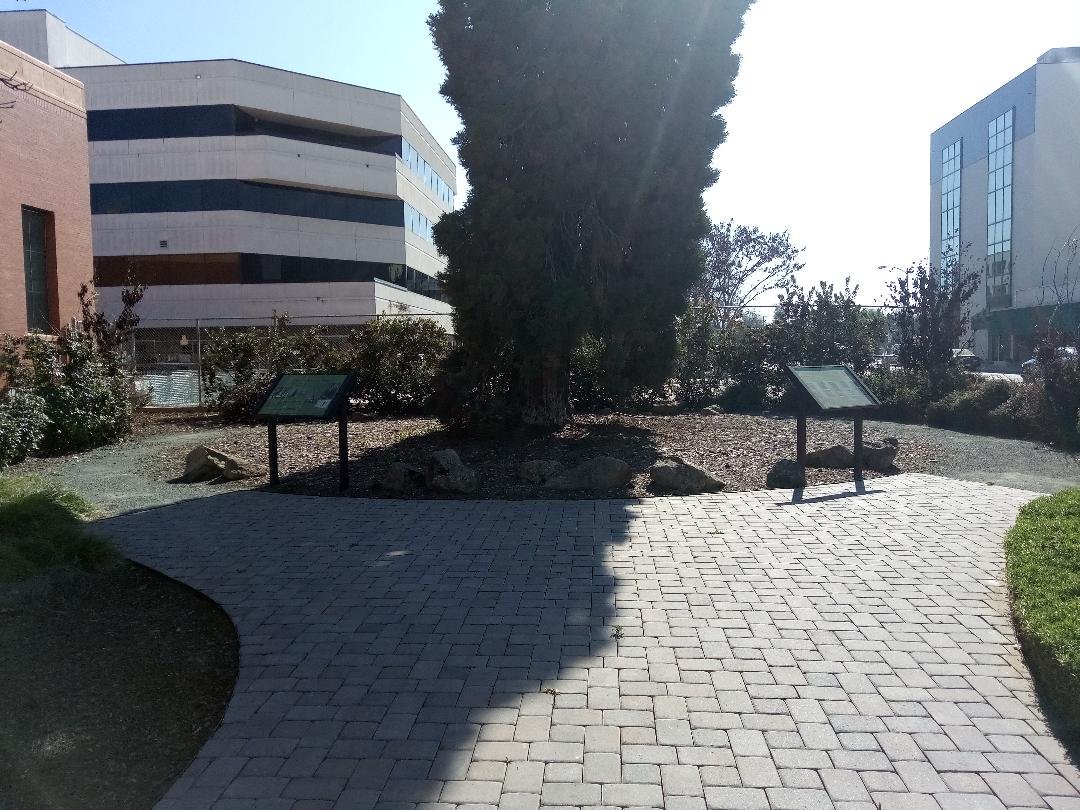  The Sequoia Legacy Tree can be found at the corner of of Acequia Avenue and Locust Street in downtown Visalia.  Photo:  Steve Newvine 