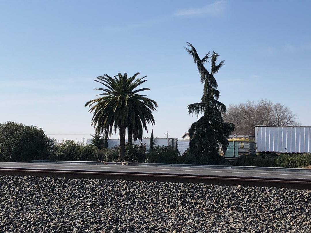  You are midway through the state when you see the palm and pine in the median south of the City of Madera.  Photo:  Steve Newvine 