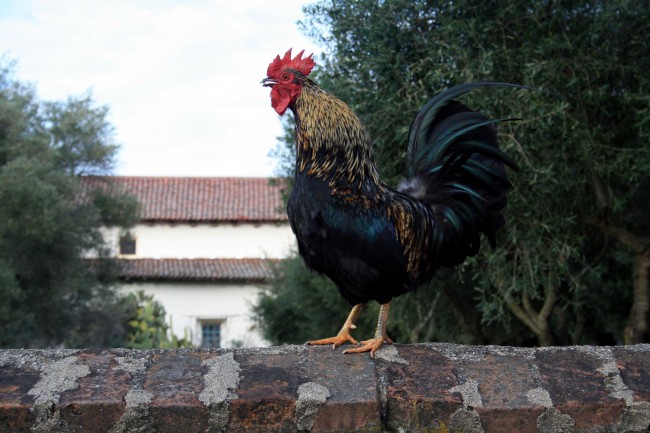  SJB Rooster - PHOTO BY ADAM BLAUERT 