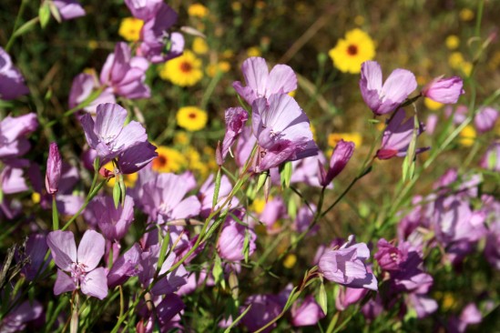 Spring El Portal Wildflowers - Photo by Adam Blauert