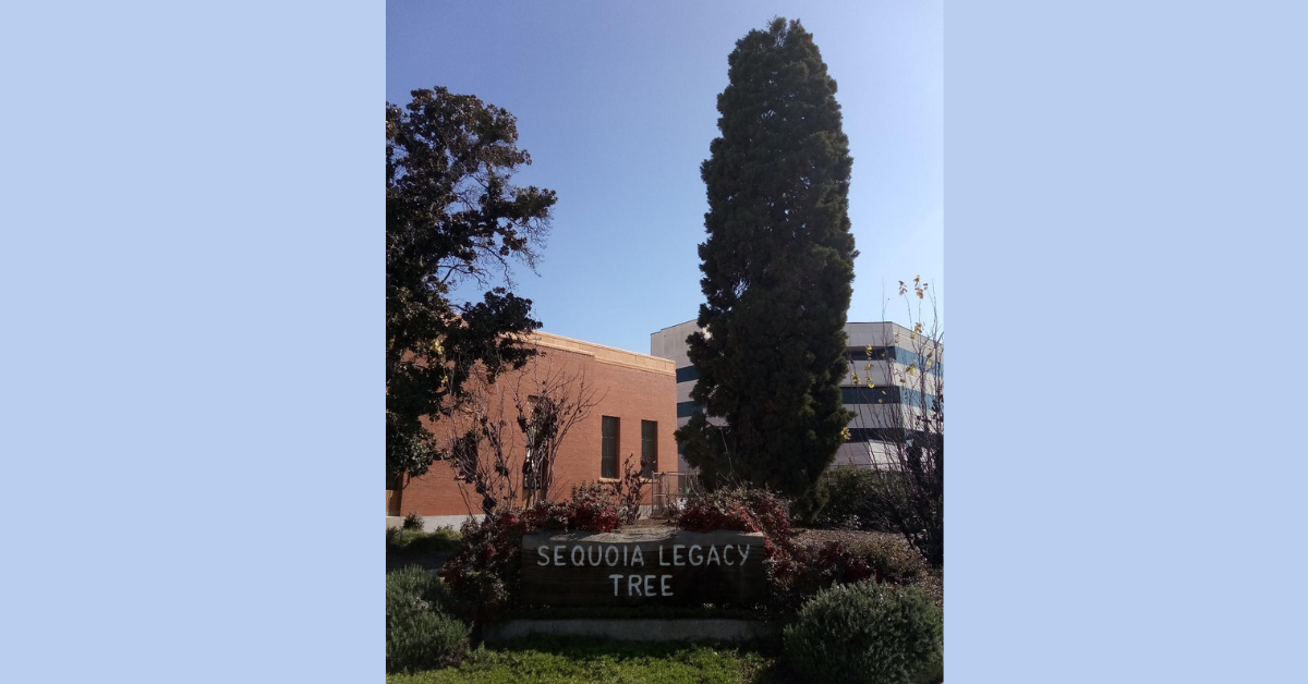  The Sequoia Legacy Tree in Visalia, California.  Photo:  Steve Newvine 