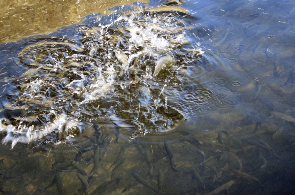 Trout Jumping - PHOTO BY ADAM BLAUERT