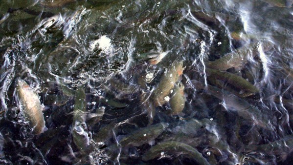 Trout Swarming - PHOTO BY ADAM BLAUERT