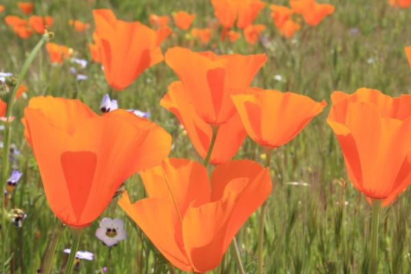 San Luis Reservoir Area