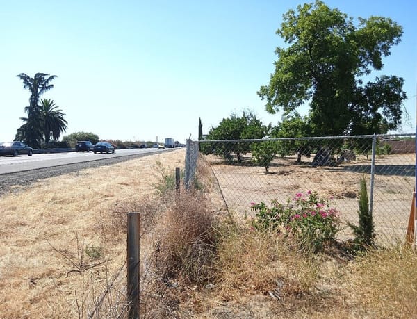 A New View of the Palm and the Pine-